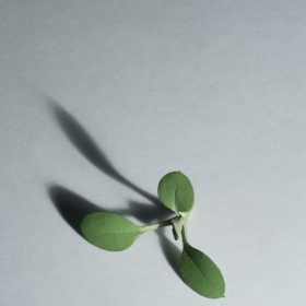 weed | Yoshihiro Suda